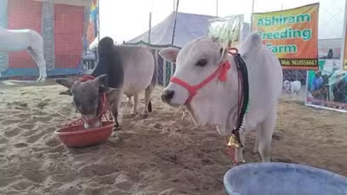 Pushkar Animal Fair