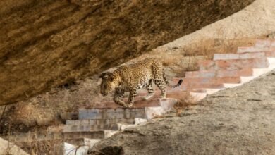 Two panthers were seen