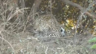 leopard trapped in bushes
