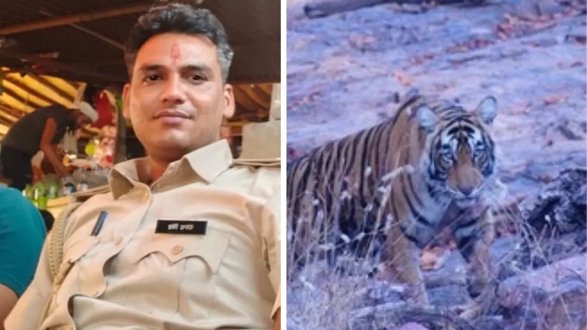 Tiger Attack in Ranthambore
