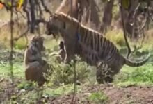 tigress Riddhi active