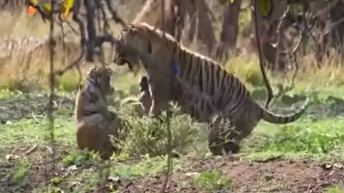 tigress Riddhi active